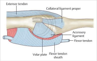 Dynamic external fixator for phalanx fracture1